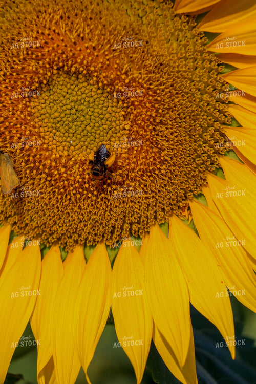 Sunflower with Bee 60042