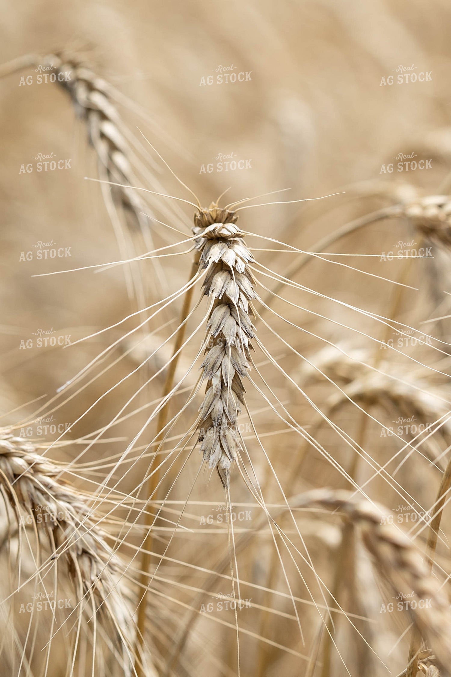 Wheat Head 91046
