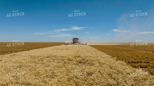 Wheat Harvest 199056