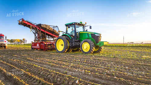 Sugar Beet Harvest 56558