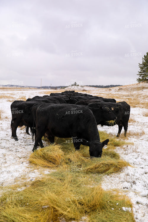 Commercial Black Angus Eating Hay in Winter Pasture 87019