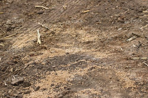 Spilled Soybean Seeds 82263