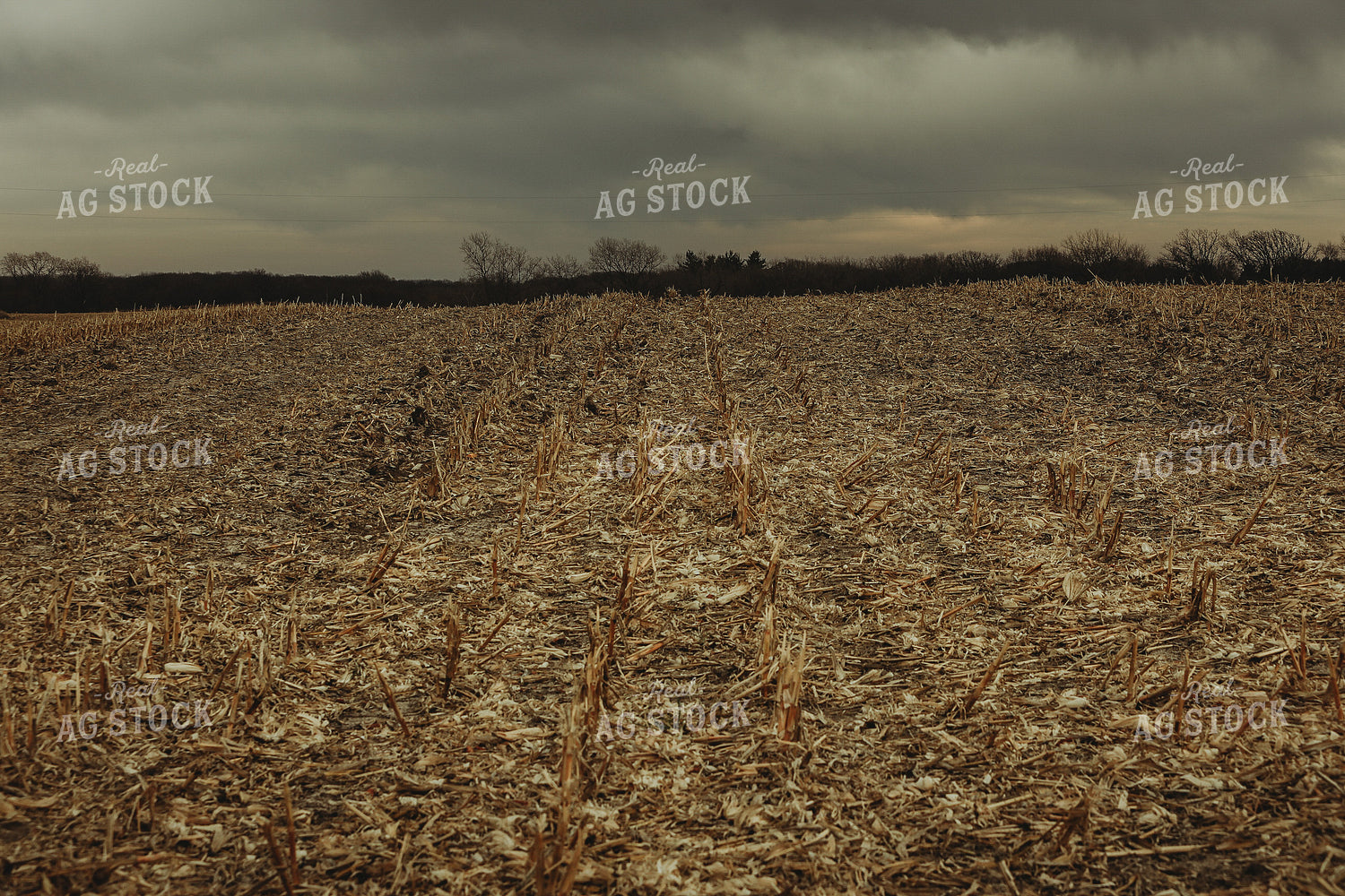 Harvested Corn Field and Storm Clouds 3647