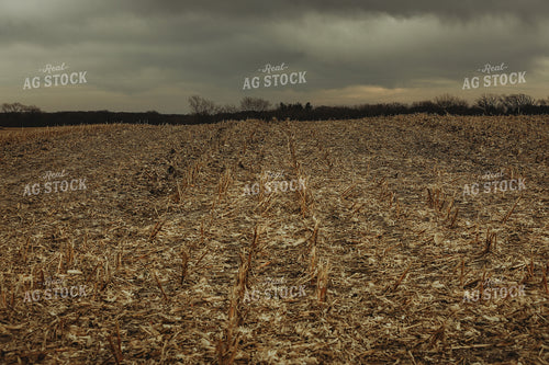 Harvested Corn Field and Storm Clouds 3647