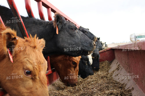 Angus Cattle in Pen 82182