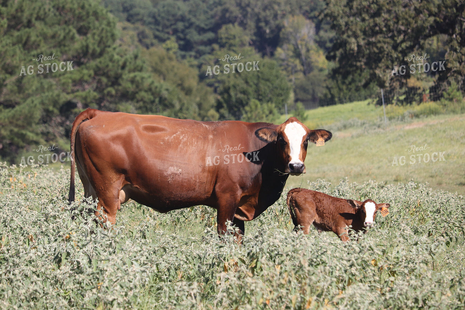 Simbrah Cow and Calf Nursing in Pasture 102014