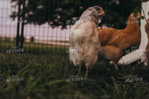 Adolescent Chickens 4338