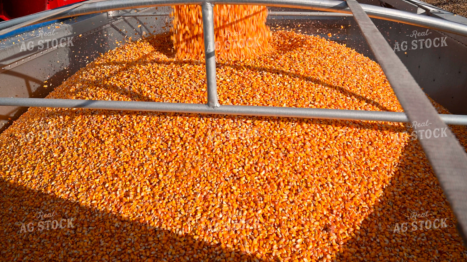 Corn Being Unloaded into Semi Hopper 25636
