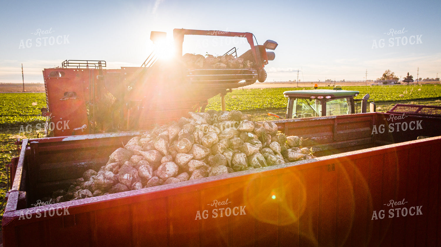 Sugar Beet Harvest 56568