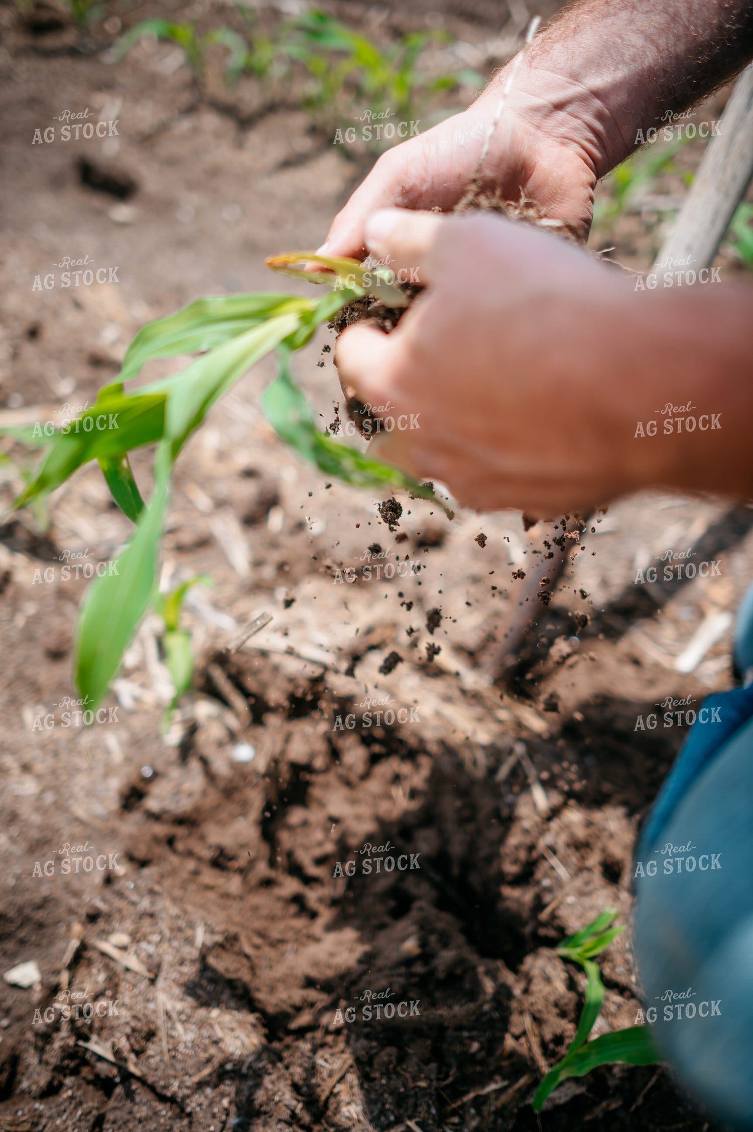 Close Up of Farmer's Hands Checking Root System of Early Growth Corn in Field 56678