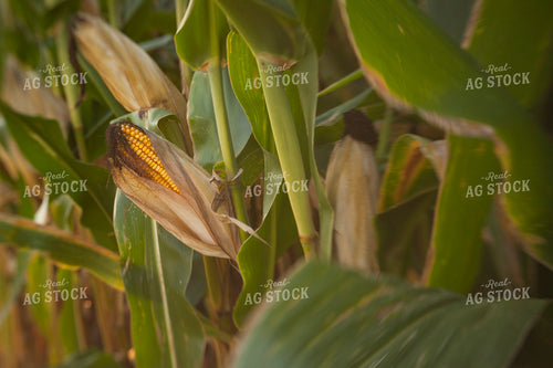 Corn - Mid-Season 1311