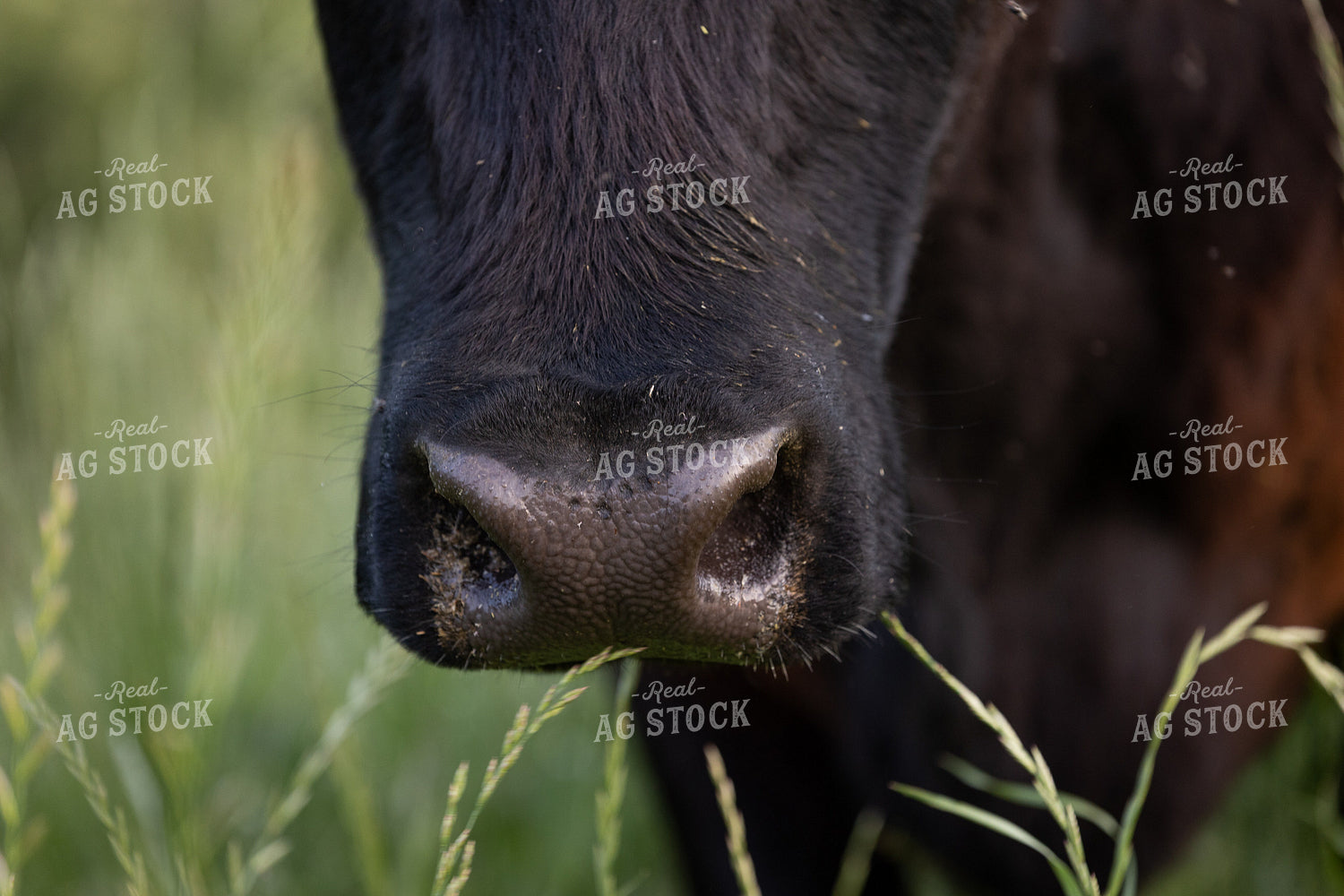 Angus Cow Nose Close Up 52391