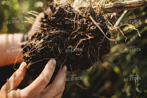 Farmer Agronomist Holding Soil with Rye Cover Crop Roots 5839