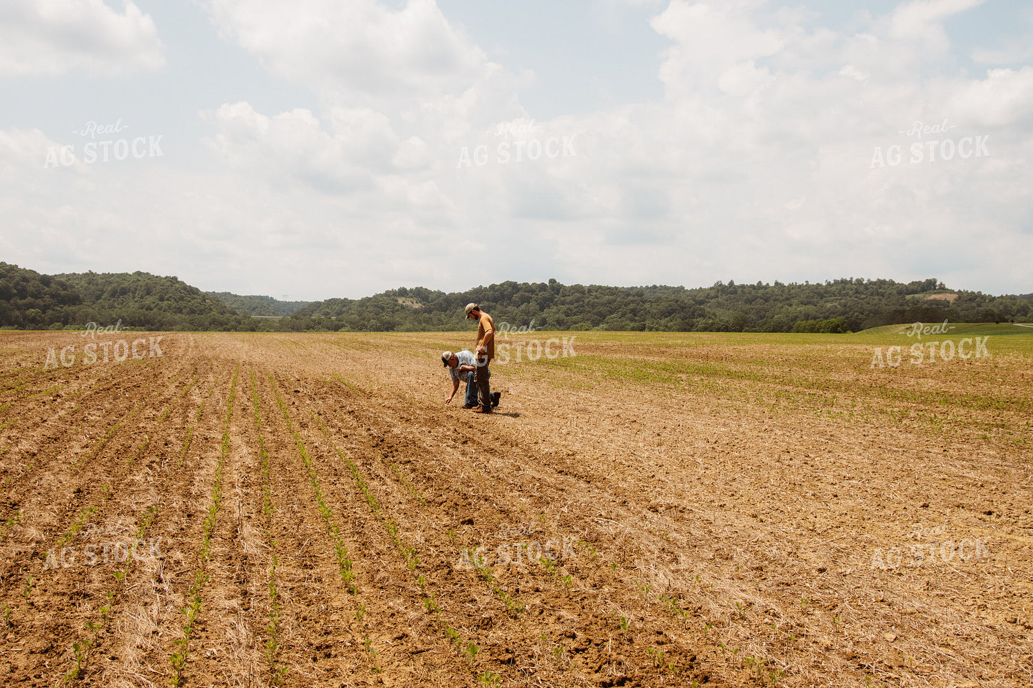 Farmers in Soybean Field 52222