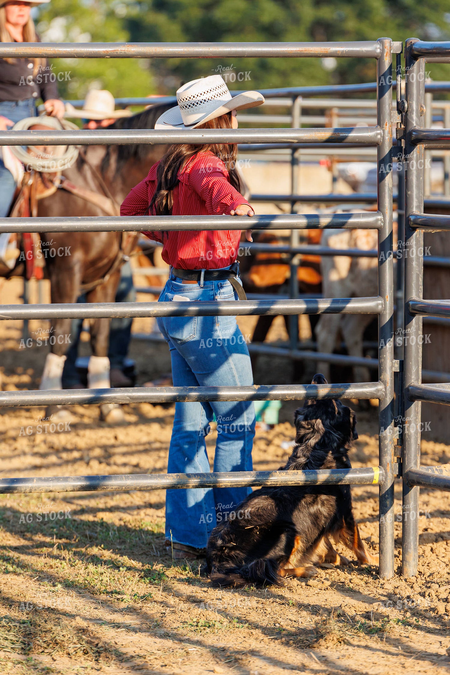 Rodeo 295142