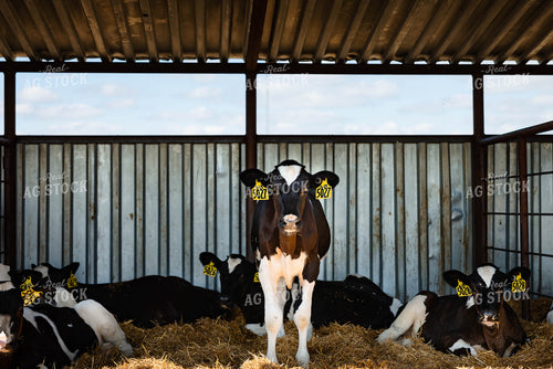 Holstein Calves 152270
