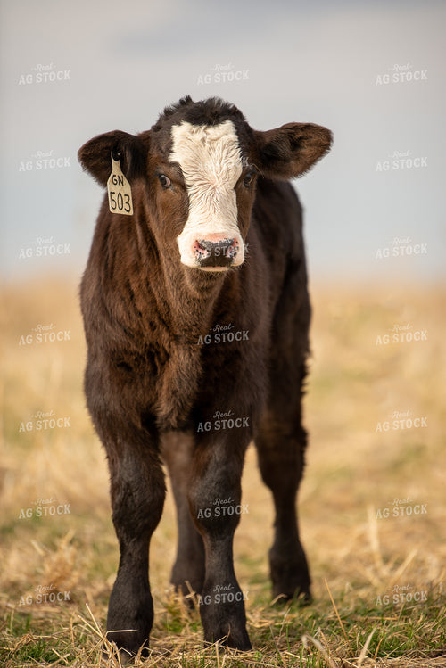 Black Baldy Calf 299144