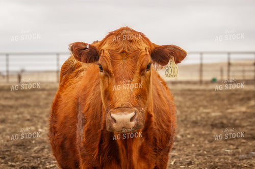Red Angus Cow 155125