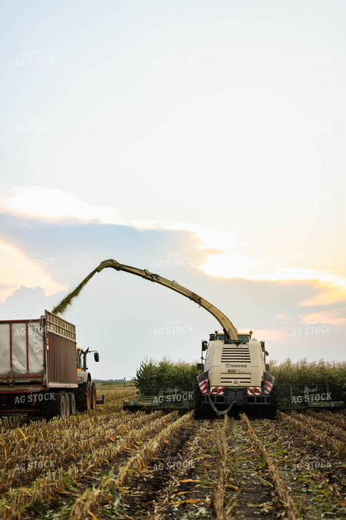 Chopping Corn Silage 152977