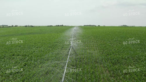 Aerial of Irrigation Pivot Watering Green Corn Field 114043