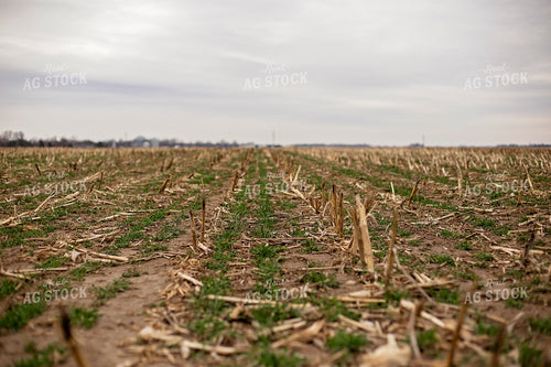 Early Growth Wheat 93015