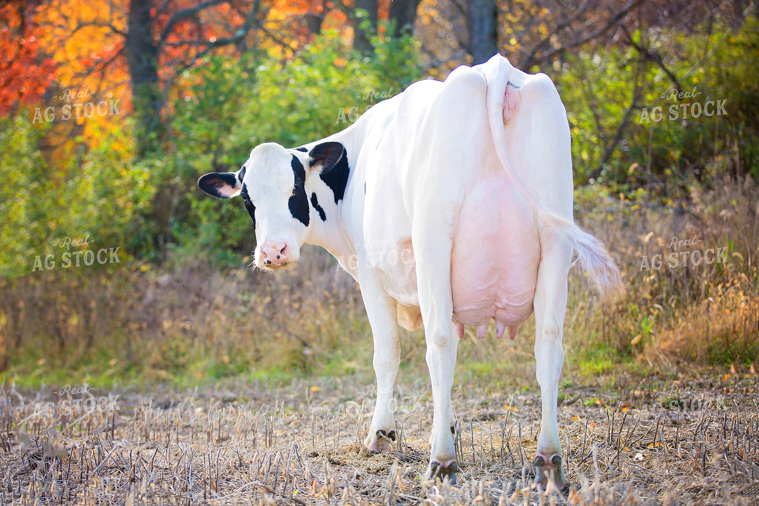 Holstein Cow 55343