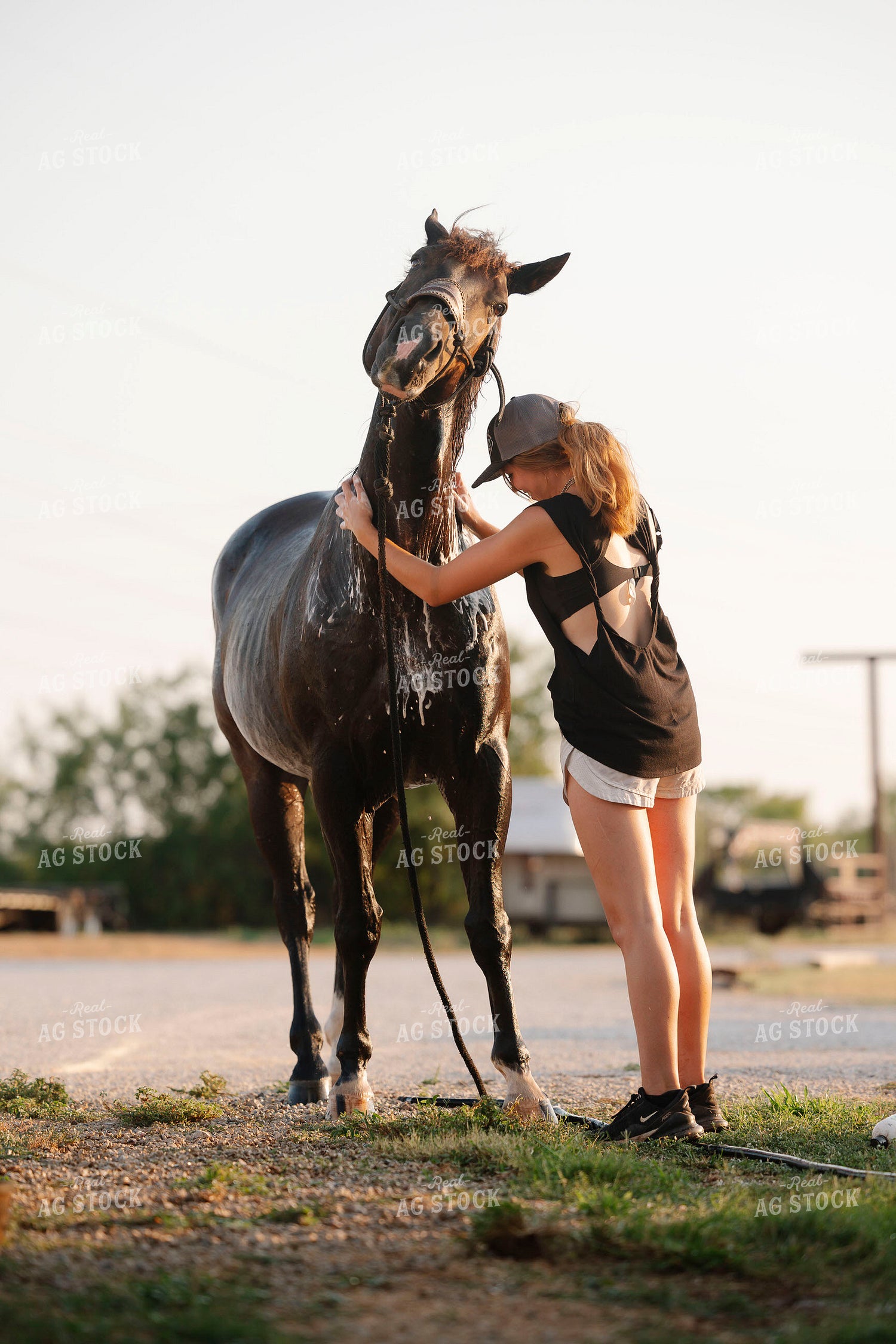 Washing Horse 205103