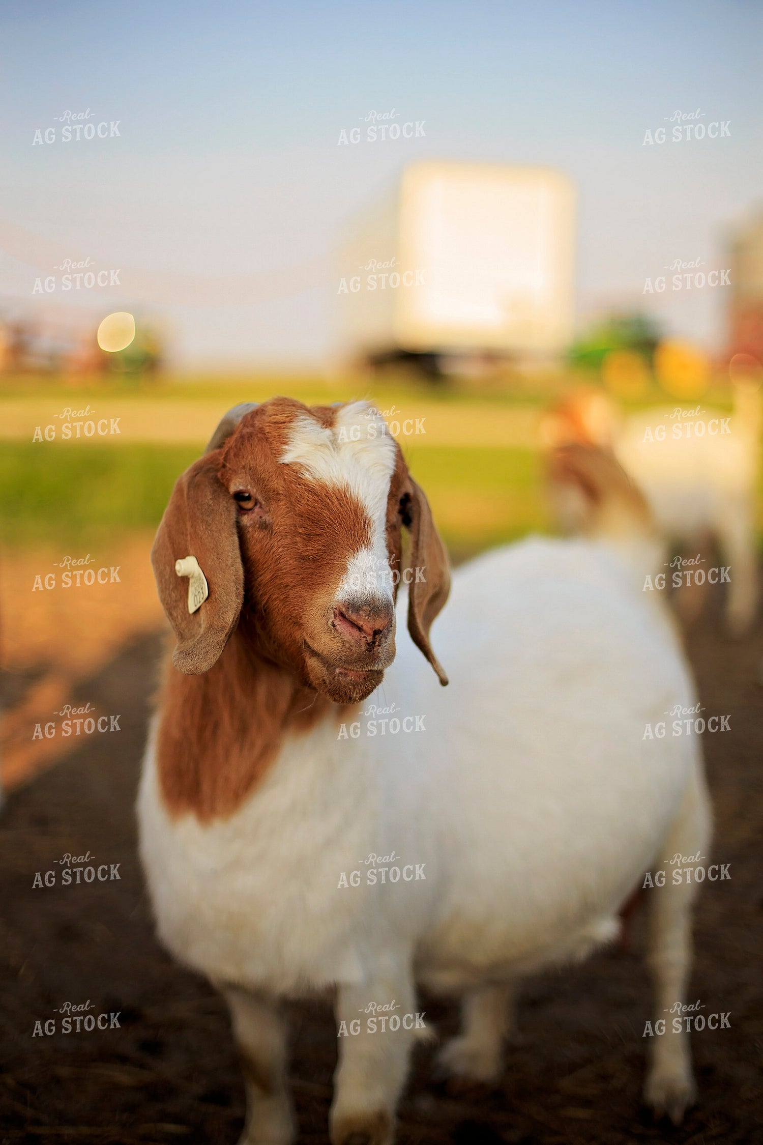 Goats in Farmyard 93136