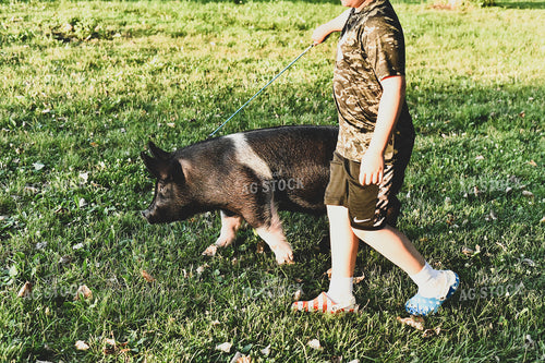 Farm Kid Working with Show Pig 86029