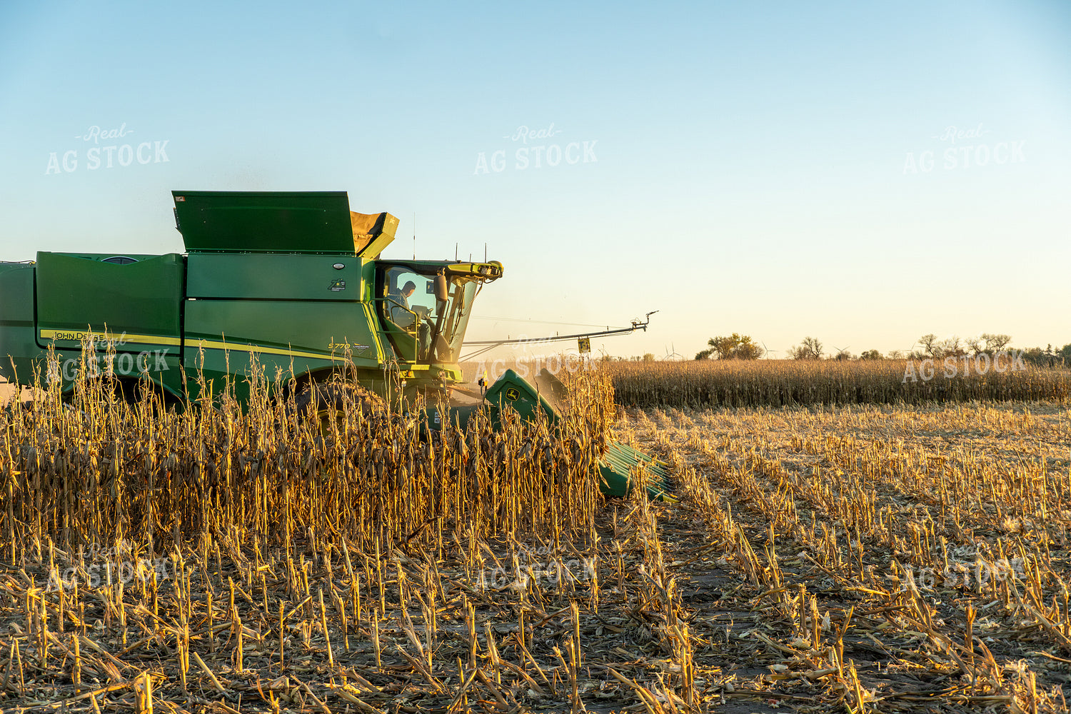 Corn Harvest 65542