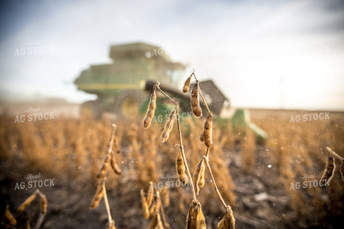 Dried Soybeans at Harvest 250093
