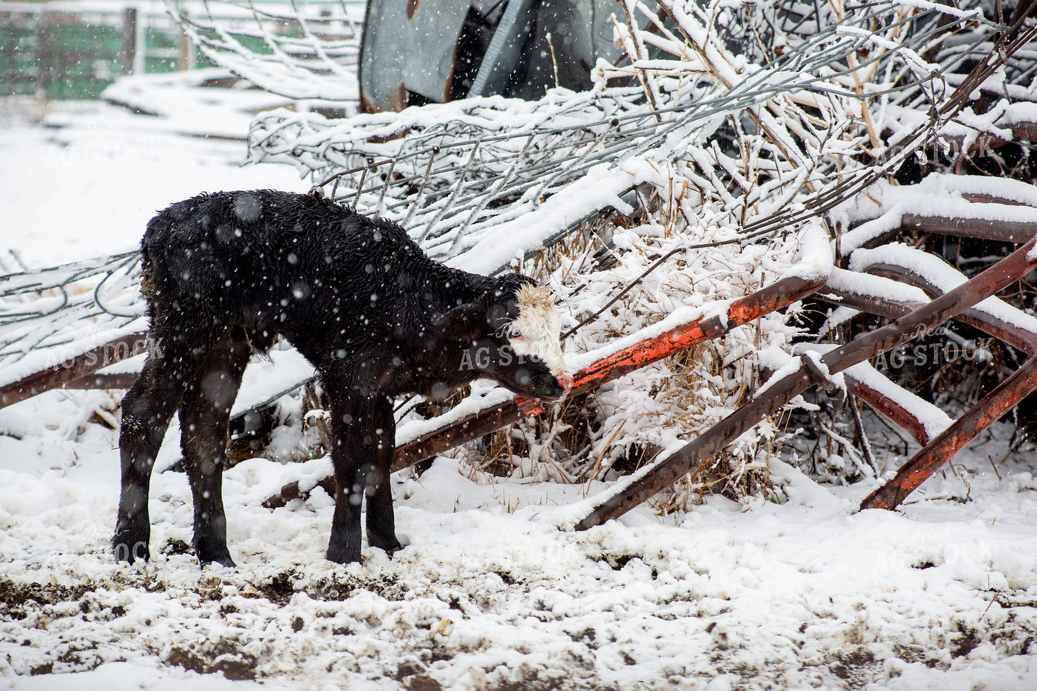 Calf in Snow 155451