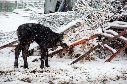 Calf in Snow 155451