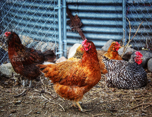 Chickens 141222