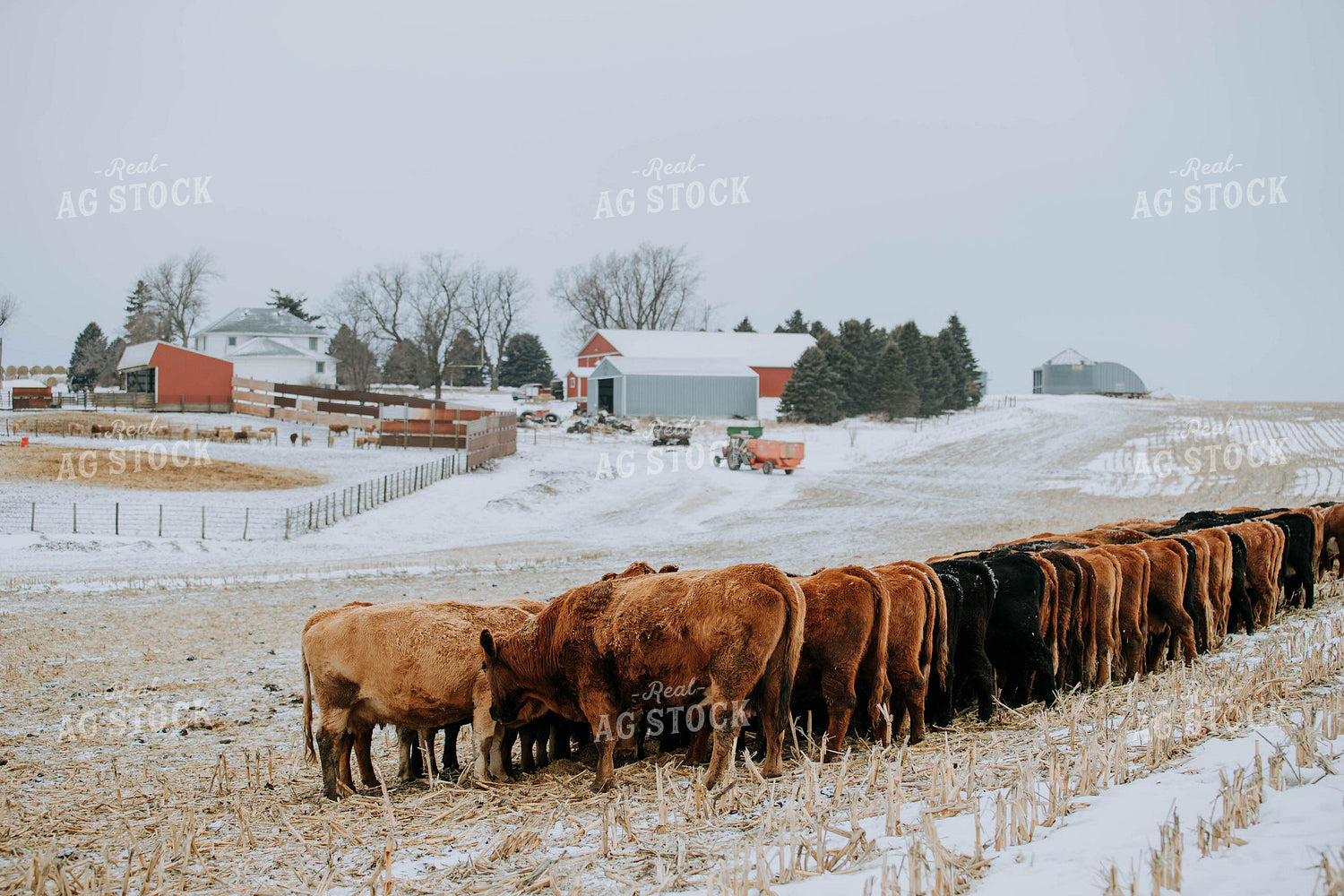 Cattle in Pasture 77182
