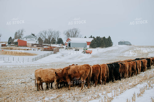 Cattle in Pasture 77182