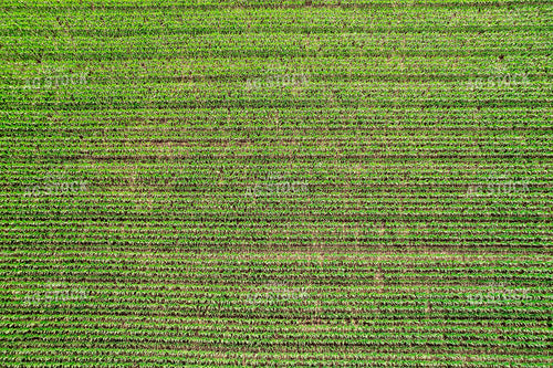 Aerial Mid-Season Corn 92019