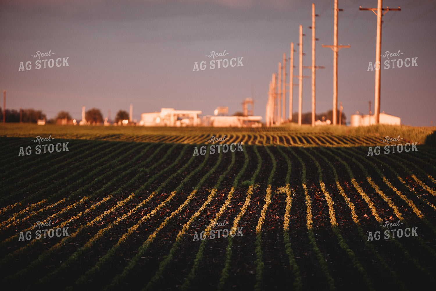 Soybean Field After Rain Storm 5763