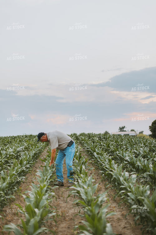 Farmers Scouting Corn Field 7809