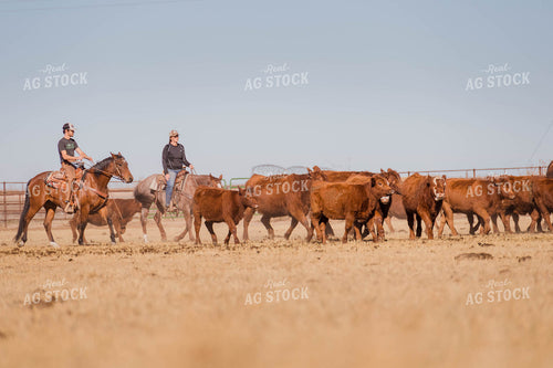 Ranchers on Horses with Cattle 97101