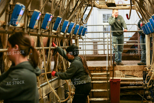 Milking Cows 161086