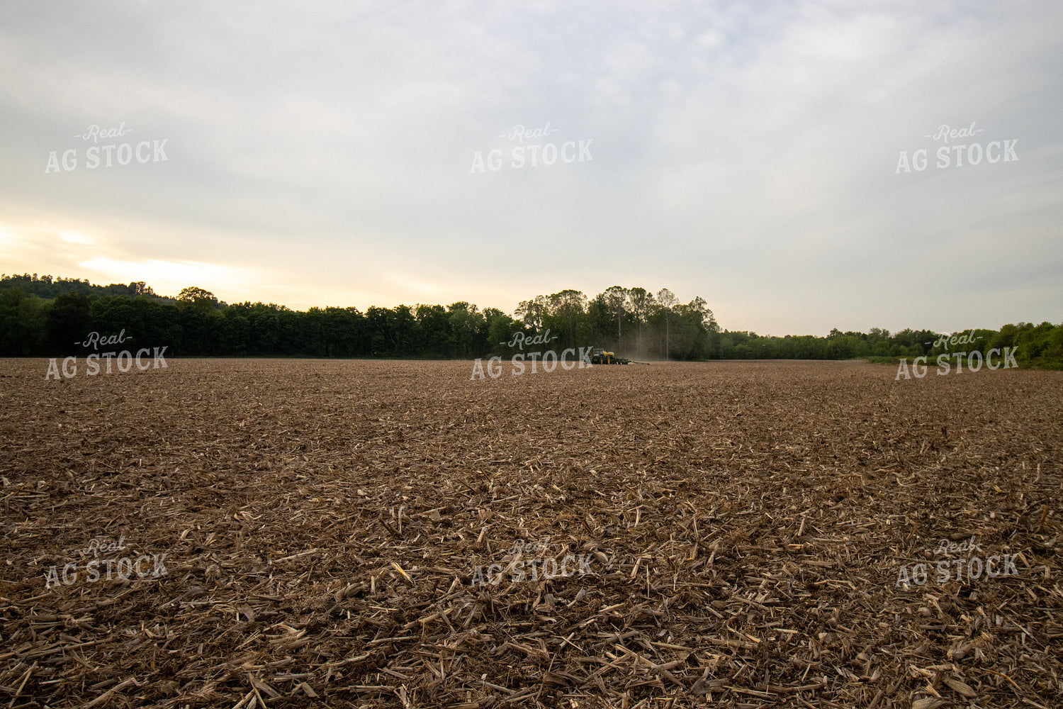 Planting at Sunset 52139