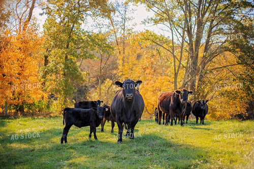Cow-Calf in Pasture 93063