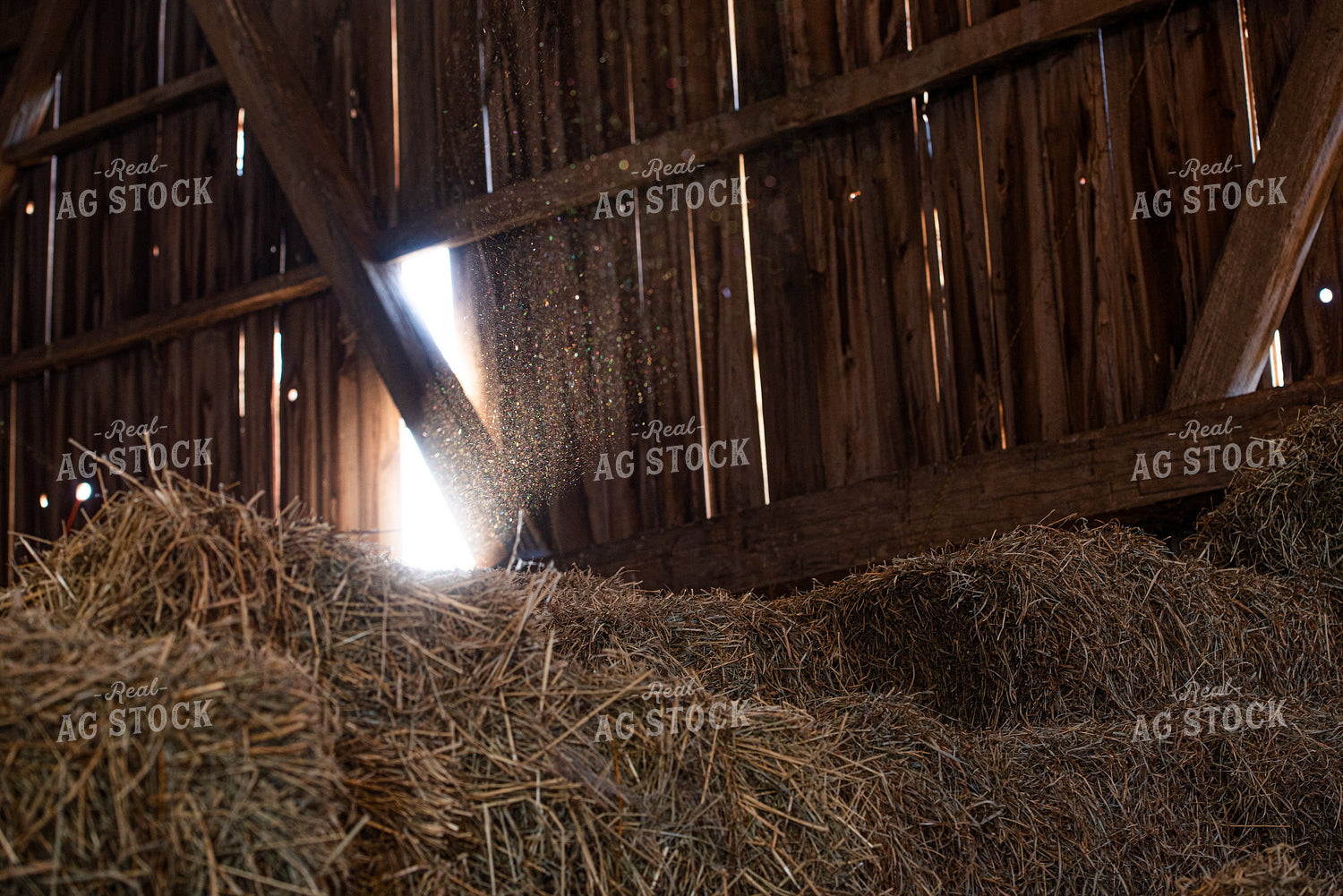 Straw in Barn 120002