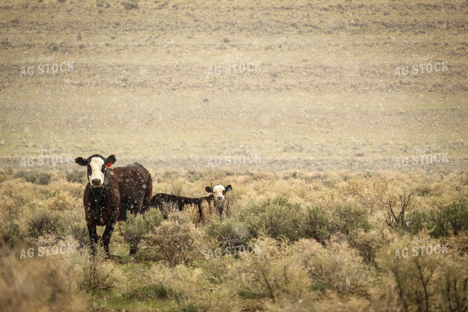 Black Baldy Cattle in Pasture 78073