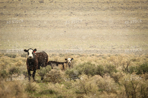 Black Baldy Cattle in Pasture 78073