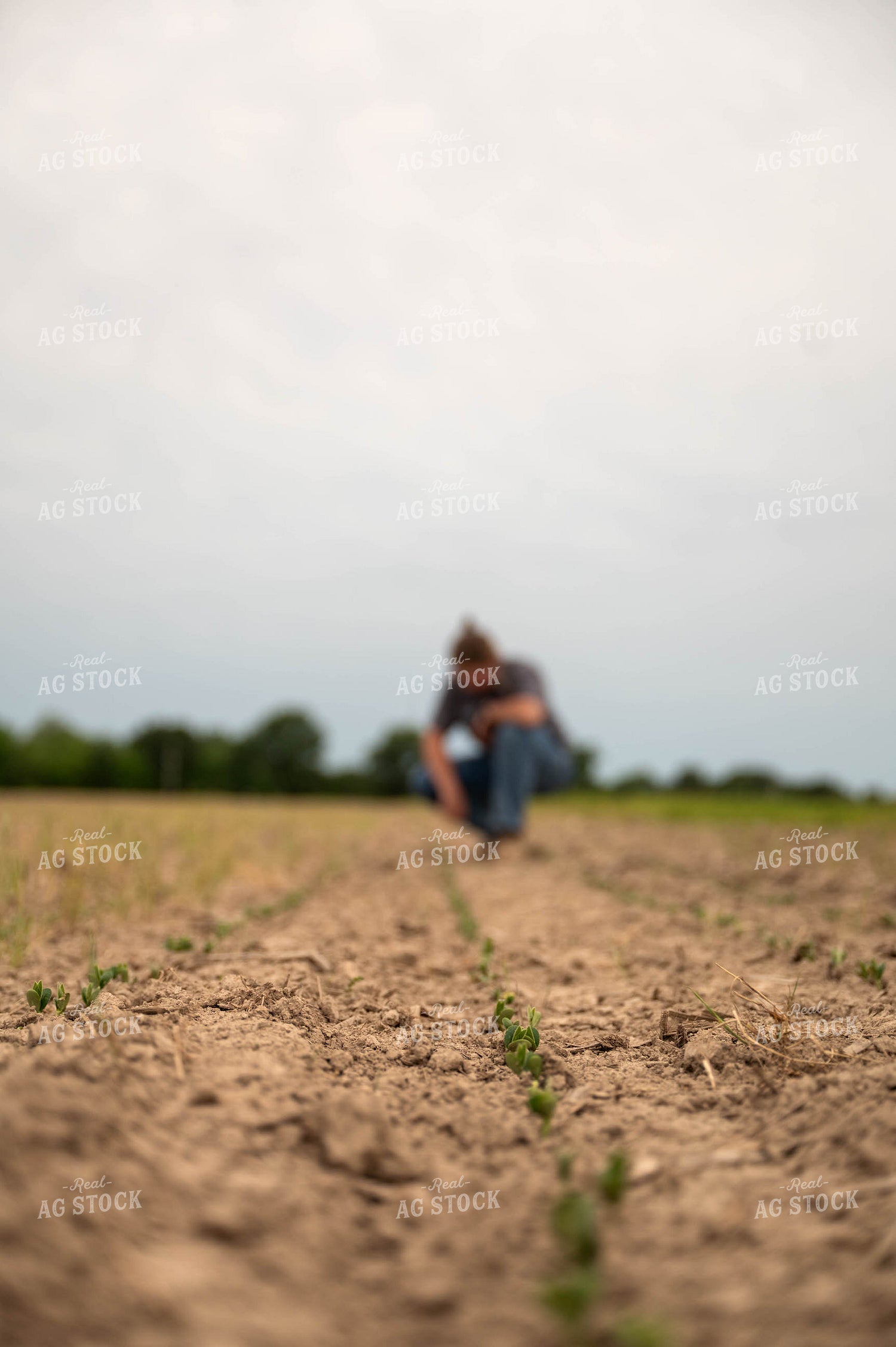 Female Farmer Checking Early Growth Soybeans 115729