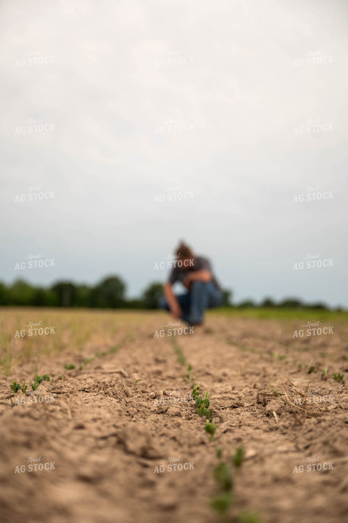 Female Farmer Checking Early Growth Soybeans 115729