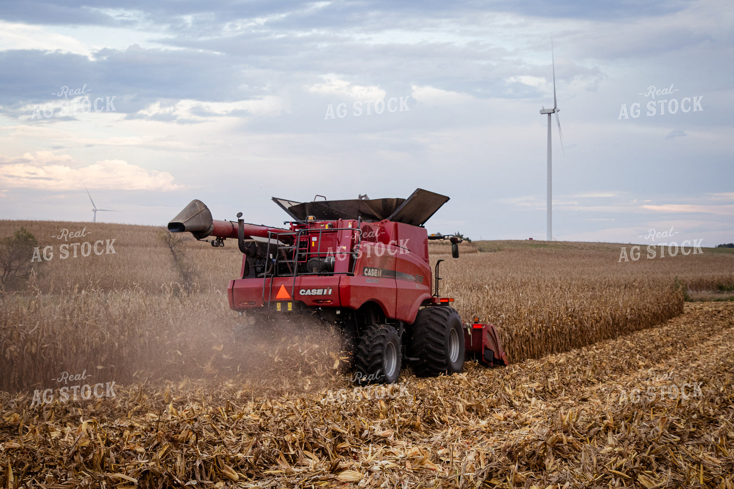 Corn Harvest 268219