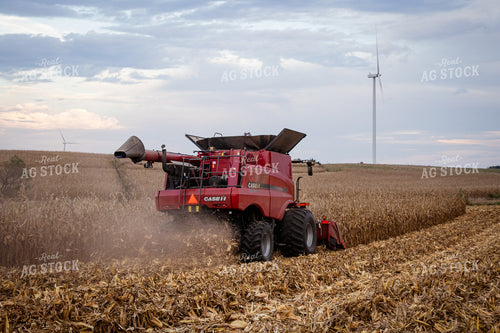 Corn Harvest 268219